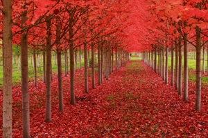 Red Fall Trees